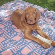 Drago -3,5 m�s�ce