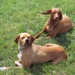 Fidorka z Chlum�ansk� doliny, Paula z Knollovy �koly